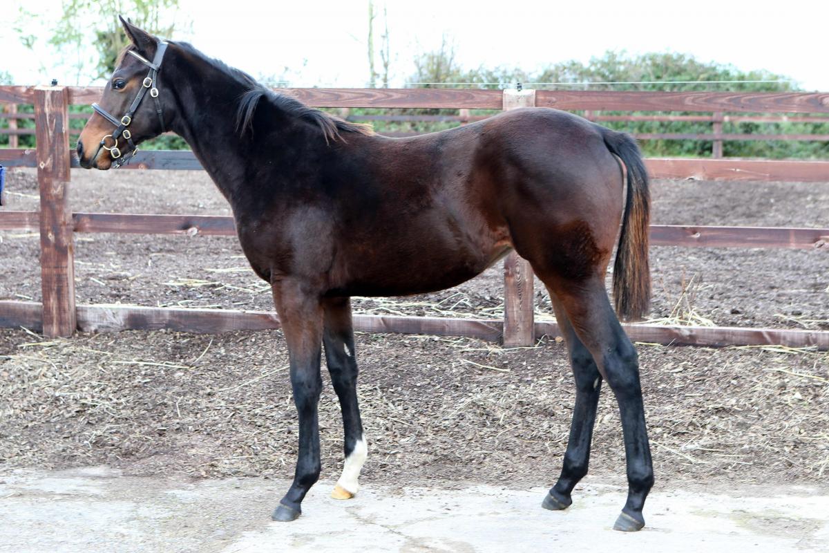 Foto: Tattersalls Ireland